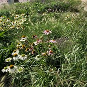 Showtuin Aartselaar Pennisetum Echinacea Panicum Overzicht Showtuin rreac04 Publiek Aartselaar Pennisetum Echinacea Panicum Overzicht